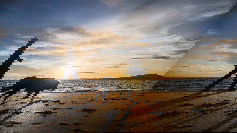 Man walking dog at Takapuna Beach. Sun rising over Rangitoto Island. Auckland.